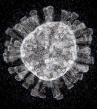 SARS CoV 2 - COVID-19 confirmbiz featured image